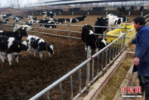 图为奶牛养殖厂。 <a target='_blank' href='http://www.chinanews.com/' _fcksavedurl='http://www.chinanews.com/'>中新社</a>发 翟羽佳 摄