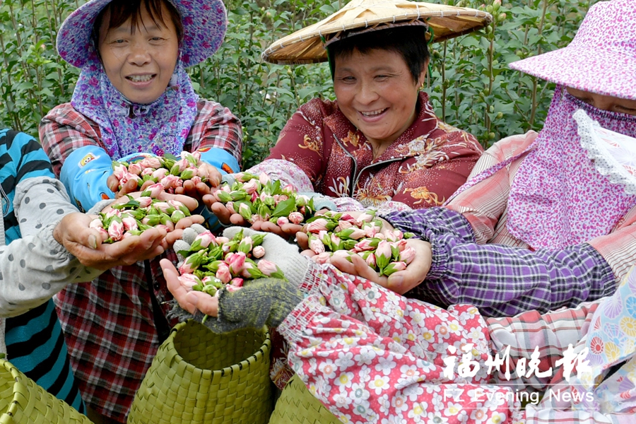 闽侯夫妻开荒种木槿花 探索10年欲建更大生产基地