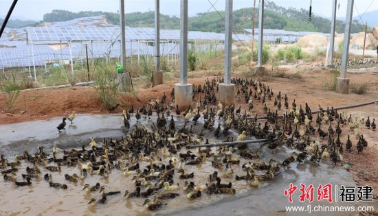 鸭子洗澡后上岸