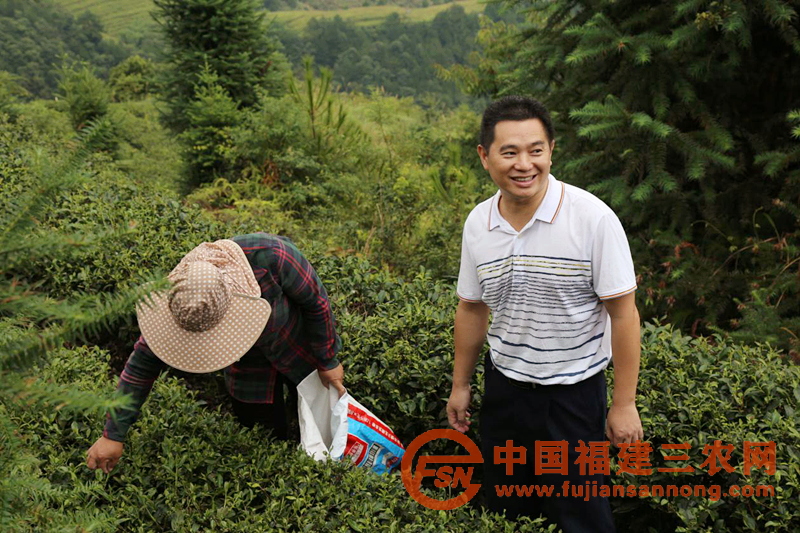 肖桂铭（右）与村民察看茶叶生长情况.png