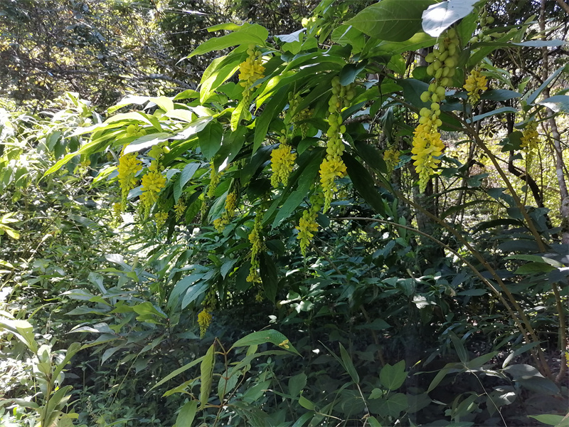 林下种植黄花远志.jpg