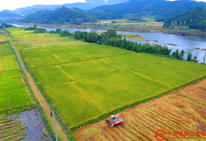 13日，在顺昌县元坑镇谟武村，收割机在水稻田忙碌着。  (3).jpg