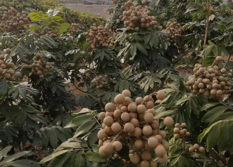 25.李福元：花开四季有龙眼(1)531.png