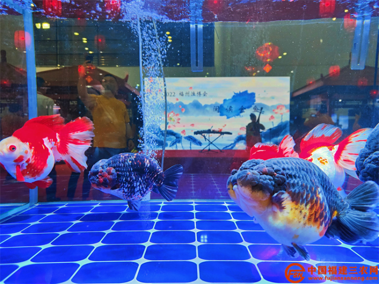 第五届中国（福州）金鱼大赛结果揭晓(1)354.png