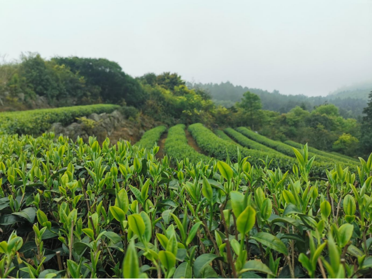 28.黄建：山高路远只为那抹茶香523.png