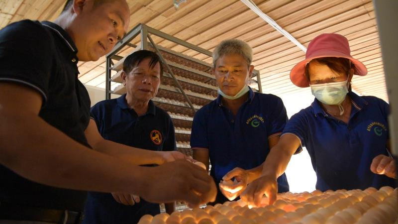 连永聪和工人们一同察看鸡蛋情况.jpg