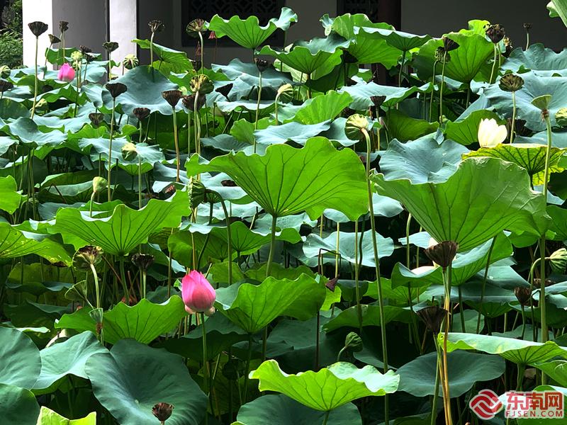 福州： 映日荷花别样红 美如画
