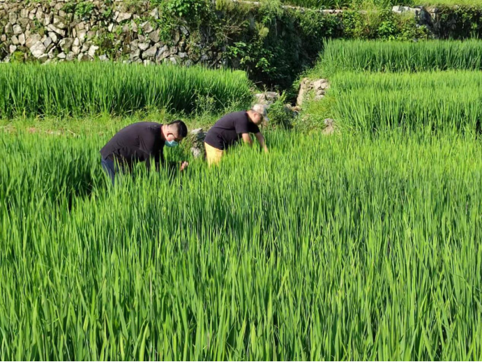稿4：莆田荔城区：扎实开展病虫害防治技术指导133.png