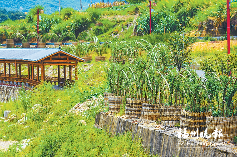 永泰岭下店村：打造“福建菊花第一村”