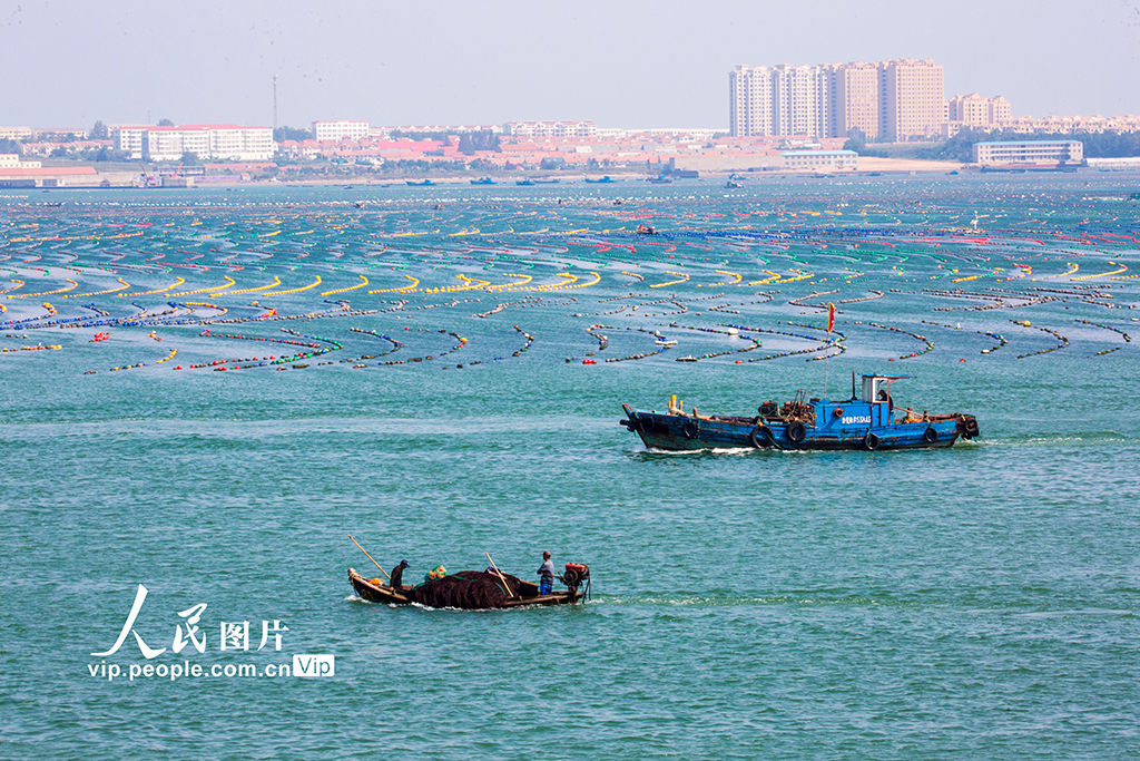 海上牧场“秋耕”忙