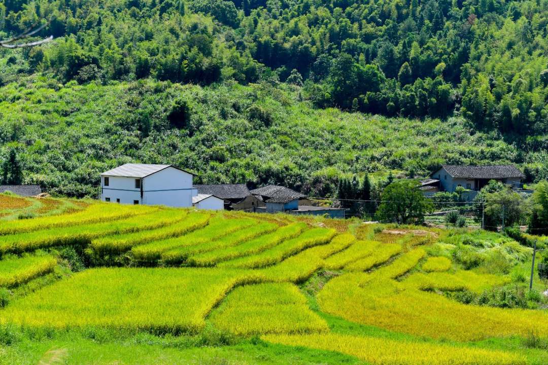 福建罗源：满田丰景 醉美画卷