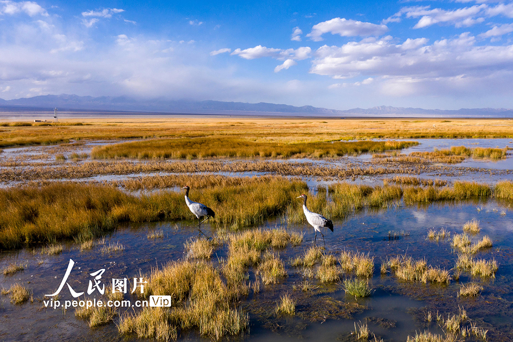 甘肃阿克塞：黑颈鹤漫步苏干湖湿地【9】