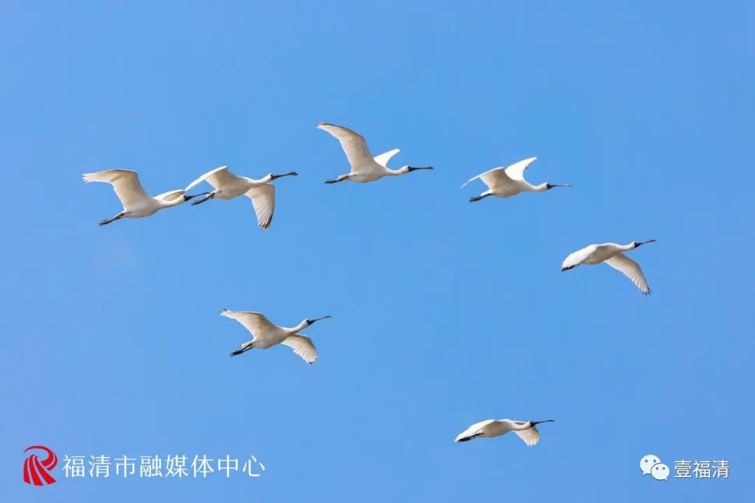 场面震撼！全球濒危鸟类现身福清！