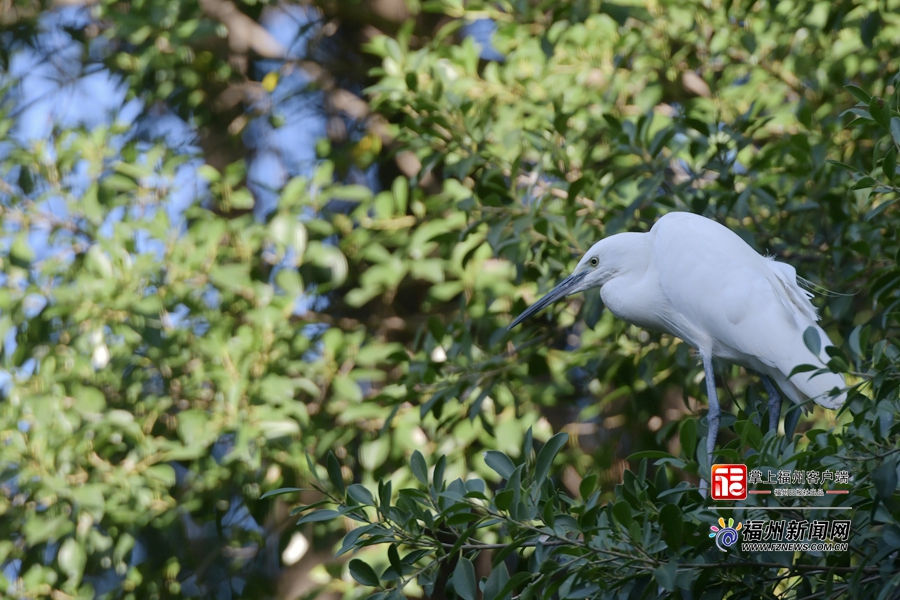 福州白马河水清岸绿 引来白鹭“做客”