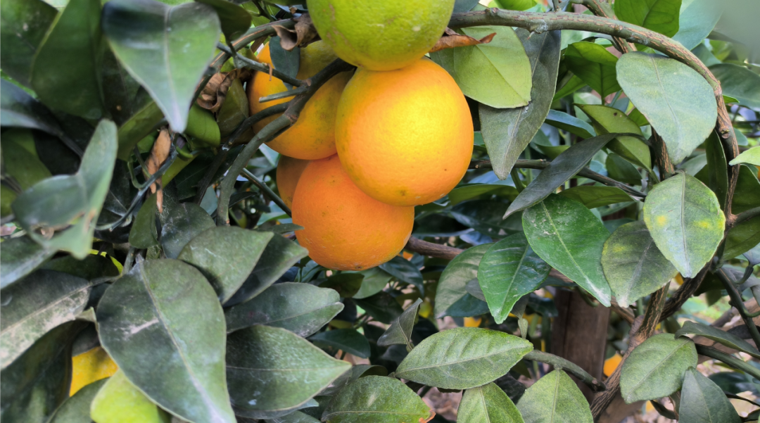 “橙”果喜人！快来长乐湖里村！