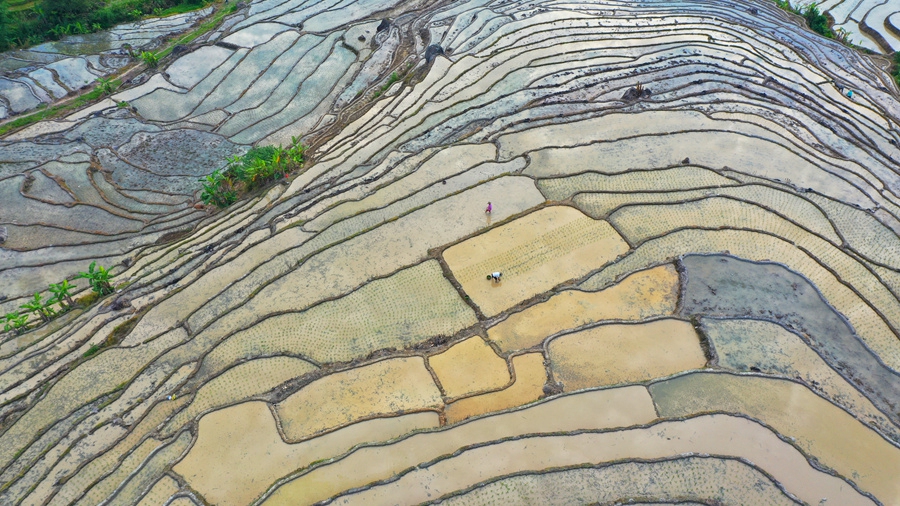 3.千亩梯田间，农户忙着耕地、插秧，一派农忙景象。黄建和摄