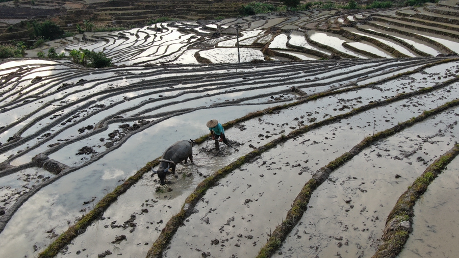 5.千亩梯田间，农户忙着耕地、插秧，一派农忙景象。黄建和摄