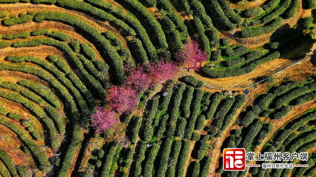 福州版“永福樱花园”！错峰盛开！