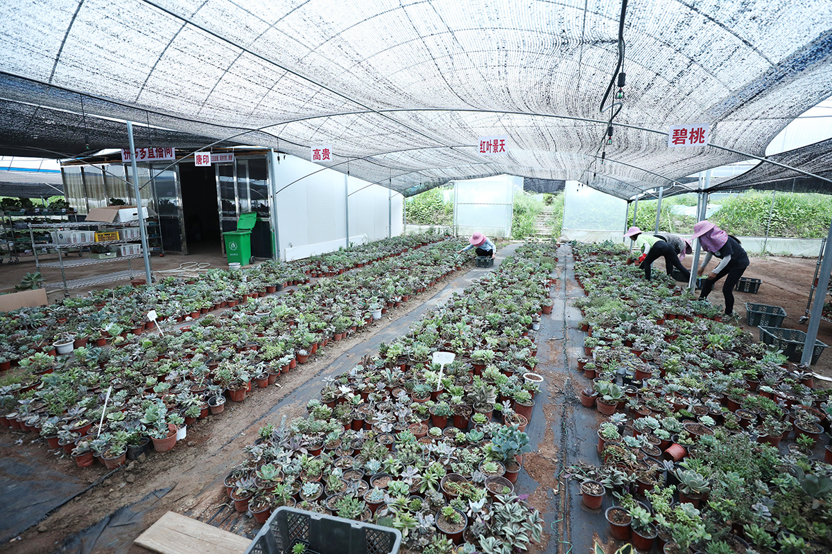 安乐镇多肉种植基地里,工人们正忙碌地分拣、打包多肉盆栽。(来源:宁化县融媒体中心)