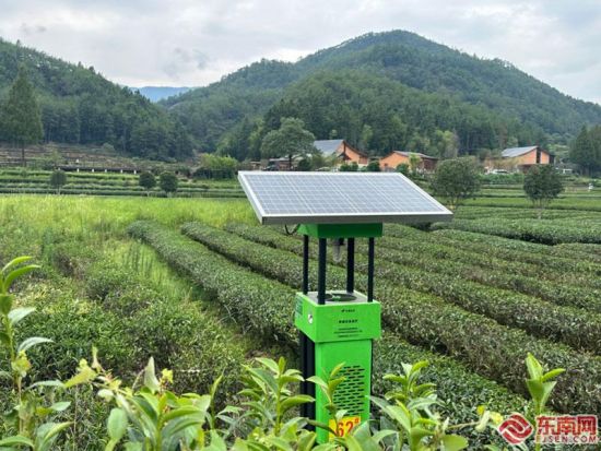 武夷山燕子窠的智慧茶园 东南网记者 陈楠 摄