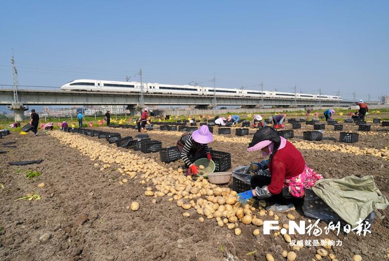 亩产超3700公斤！小土豆翻身记