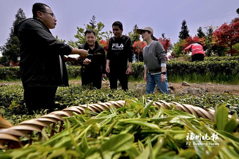 福清：科特派“看天把脉” 茶产业“点绿成金”