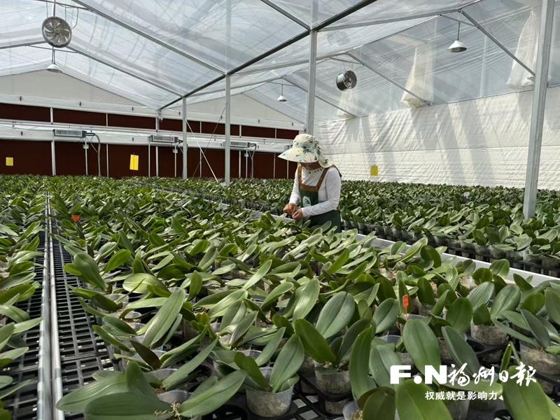 闽清首个现代化兰花培育基地投产 可年产28万株蝴蝶兰
